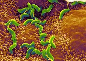 Vi khuẩn H.pylori làm tăng nguy cơ mắc đái tháo đường